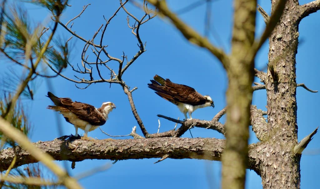 Birds, osprey