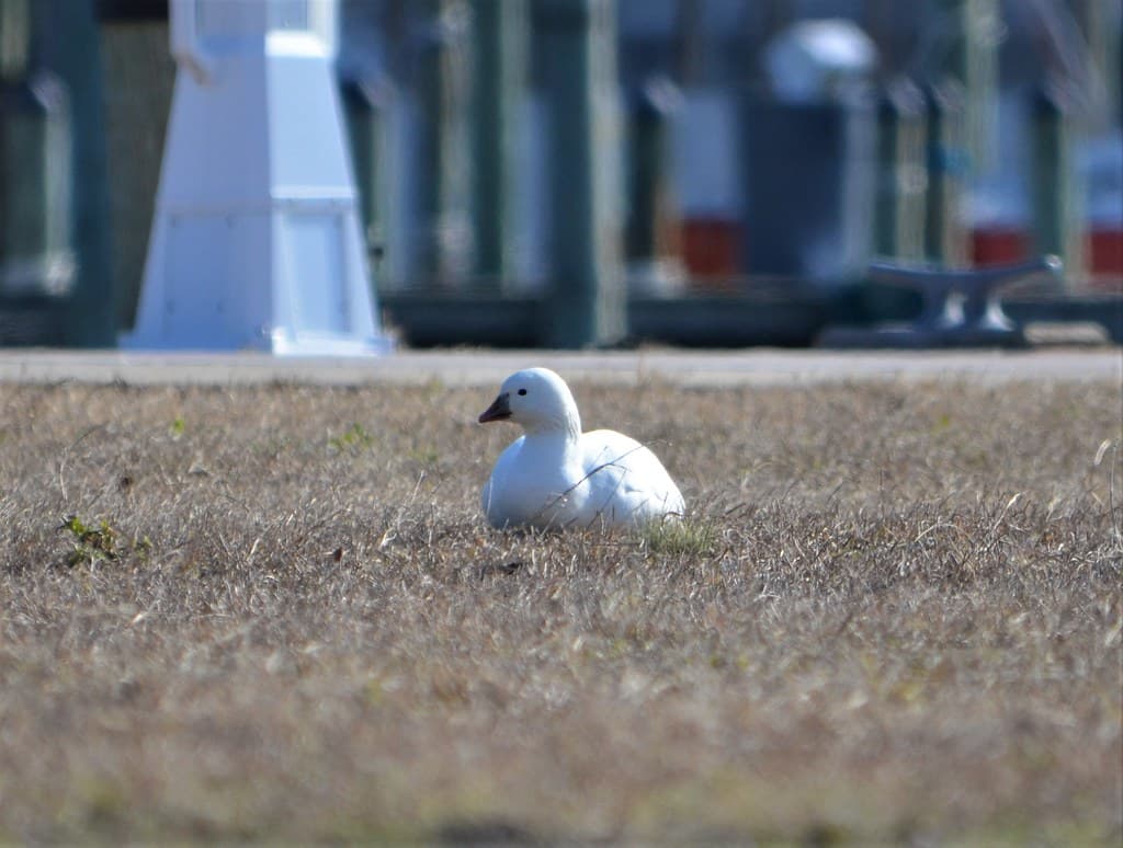 Birds