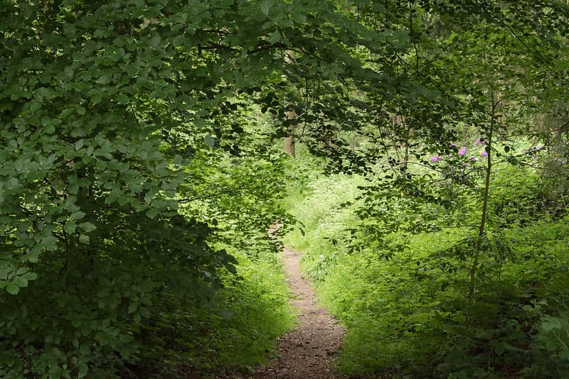 Sunlight and shadow, Pant-du woodland, N/Wales.