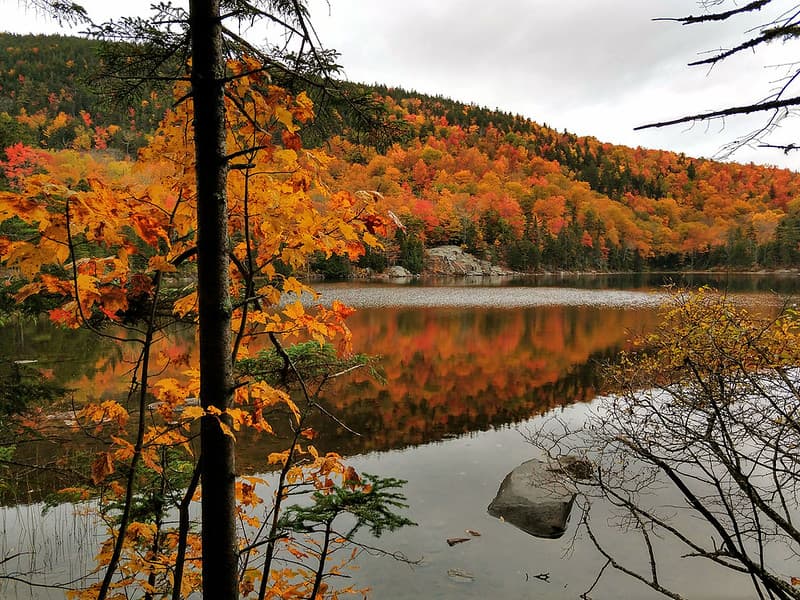 Color, fall, foliage