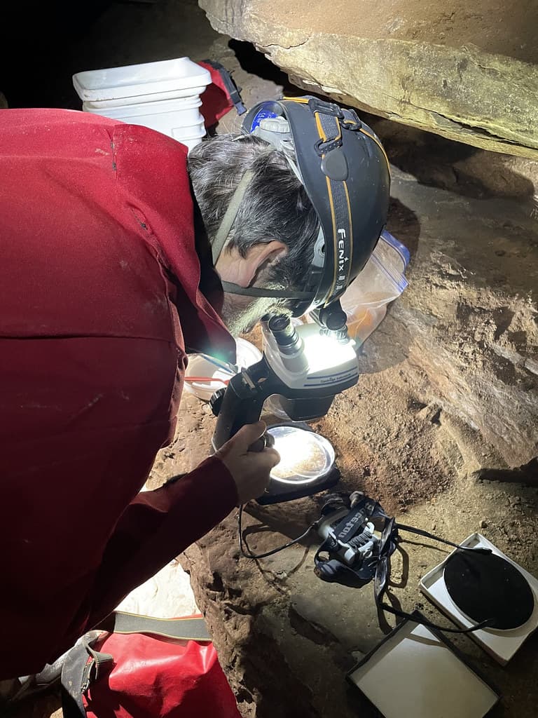 Researcher Bob Weck views an Illinois cave amphipod under a microscope