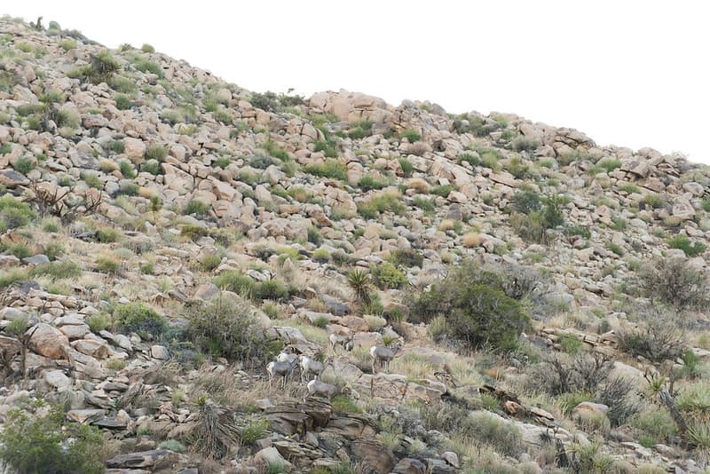 Desert Bighorn Sheep (Ovis canadensis nelsoni)