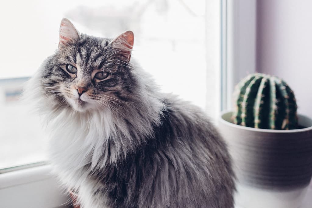 A cat and a cactus