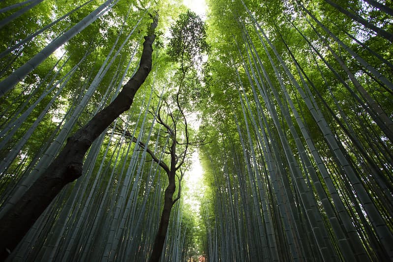 Bamboo Forest