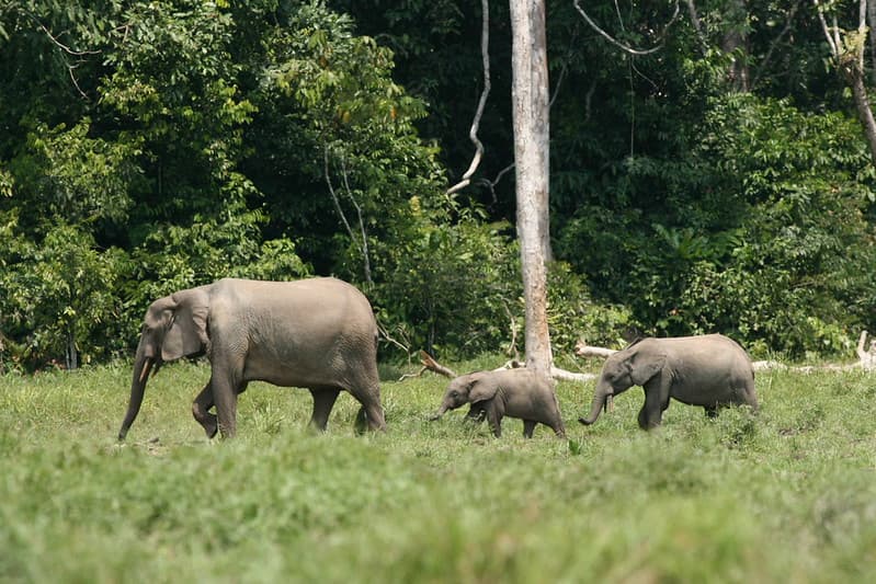 Forest elephant family