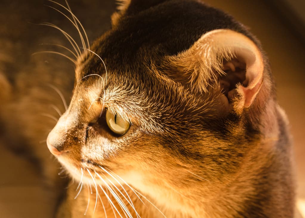 Portrait of a cat