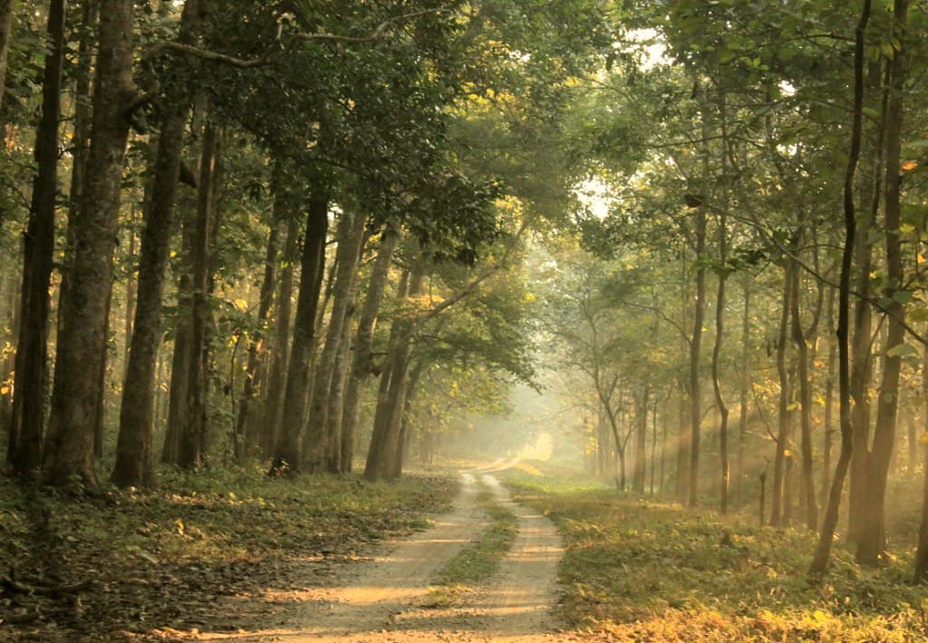 The forest road, Chilapata