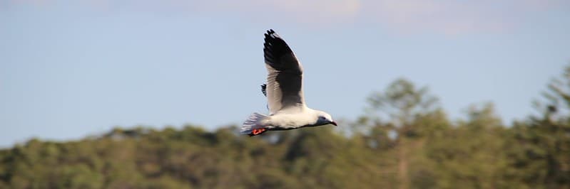 High speed bird thing