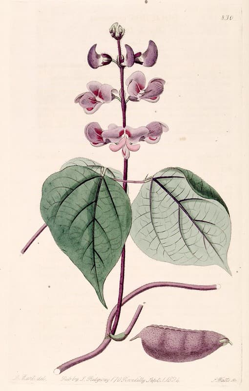 Thcentury, botanical, botany
