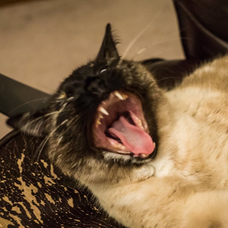 Vampire Cat!