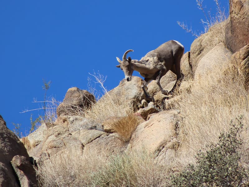 Desert Bighorn (Ovis candensis nelsoni) Runs Downhill
