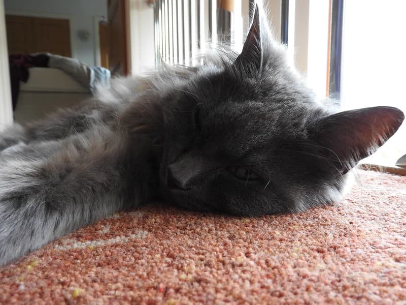 Cumbria cat