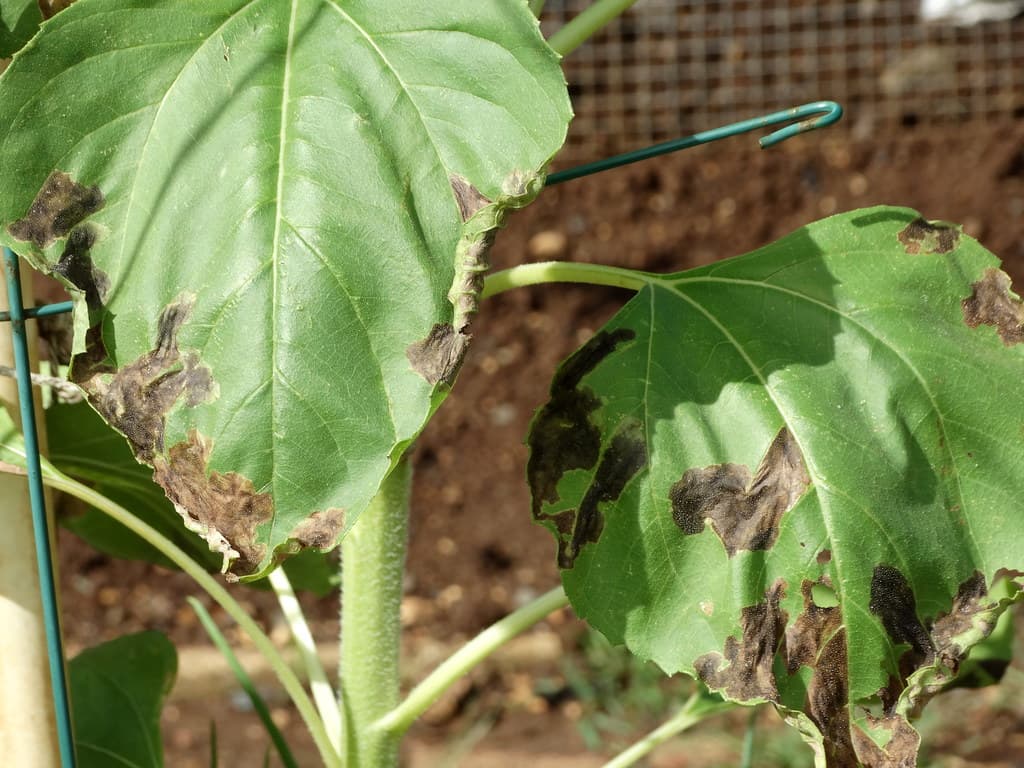 Leaf miner injury to sunflower