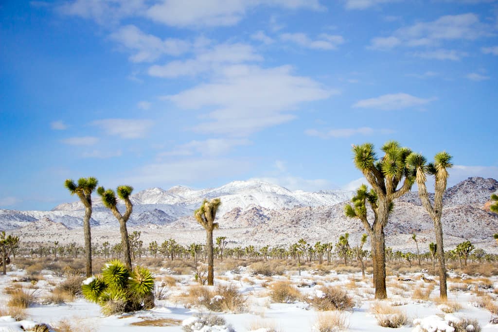 Juniper Flats area under snow