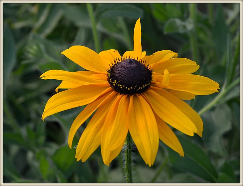 Flower 2
