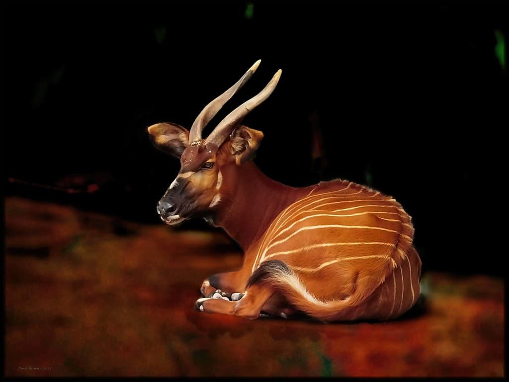 The Mountain Bongo