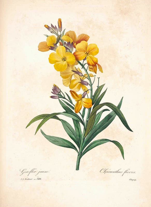 Botanical, botany, botanyillustration