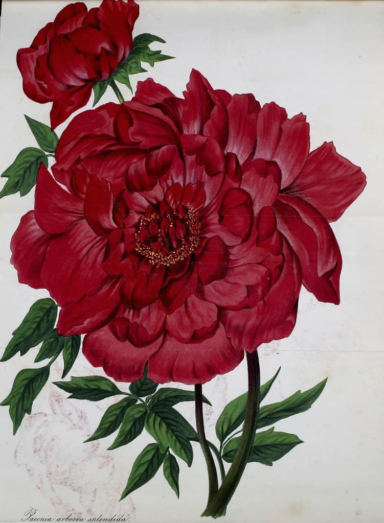 Tree Peony (Paeonia suffruticosa).