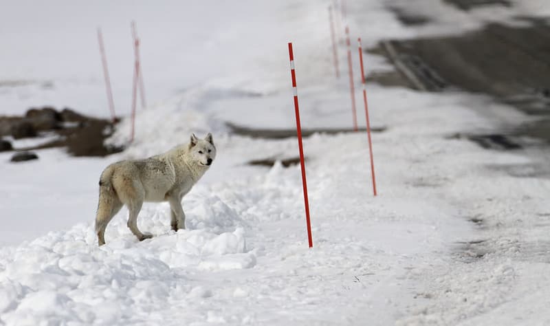 Alpha female of the Canyon pack