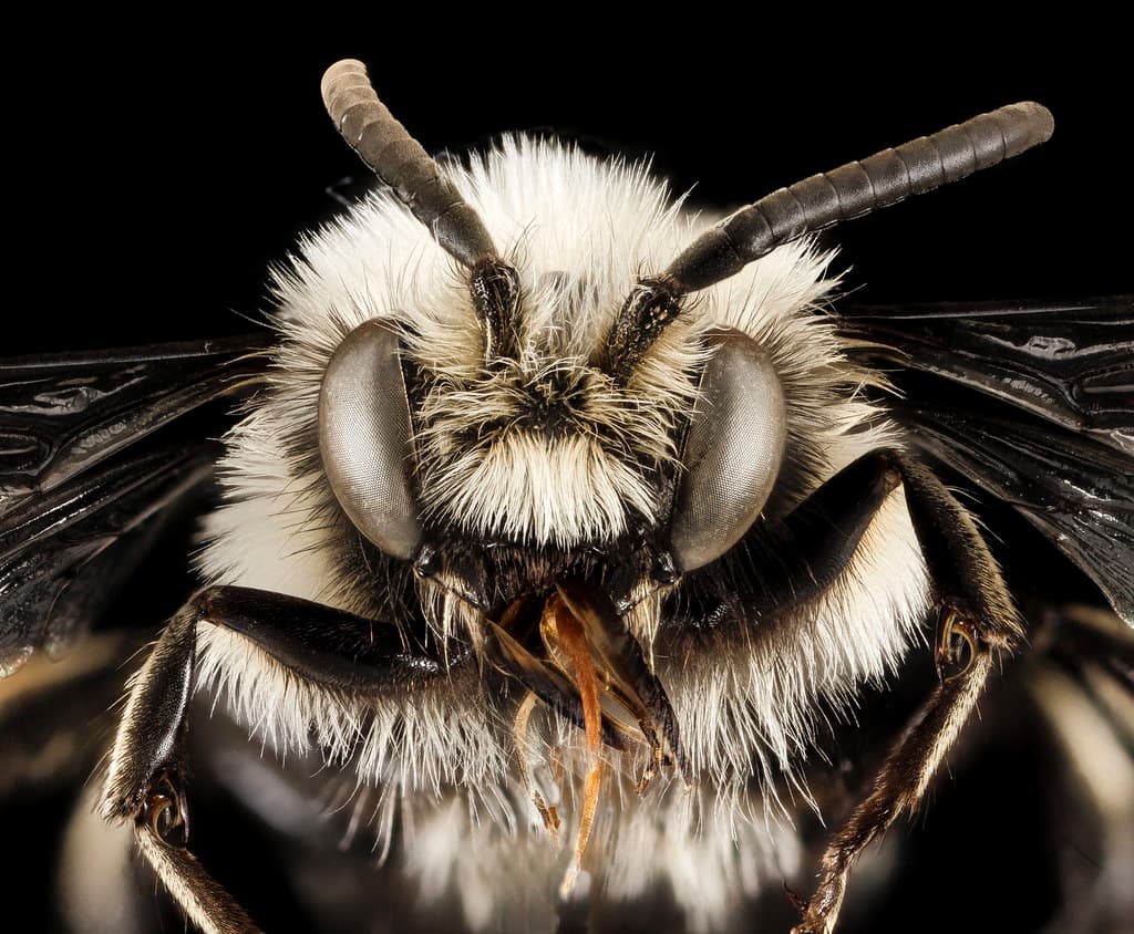 Apidae, apodea, bee