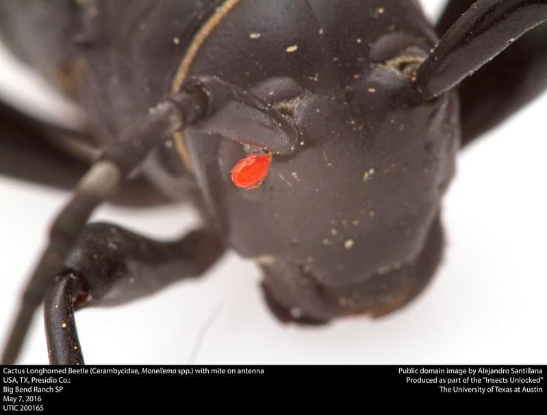 Cerambycidae, coleoptera, moneilema
