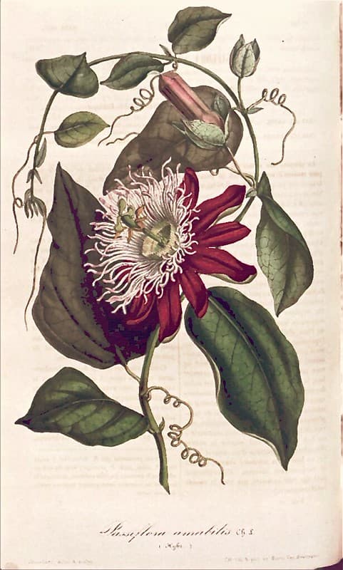 White-crowned passion flower (1847)