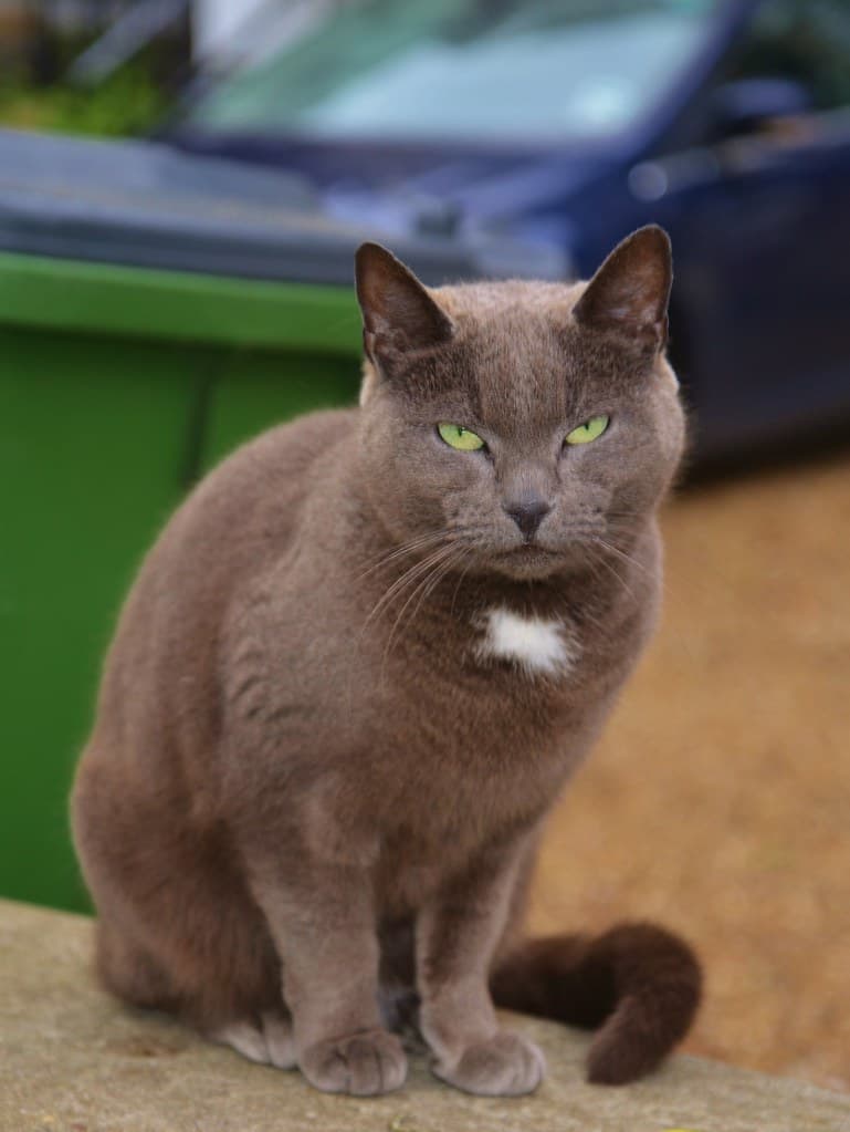 A Good Looking Cat, Royal Standard, London
