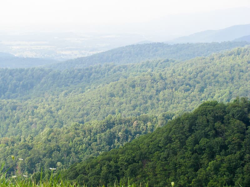 Landscape Showing Forest