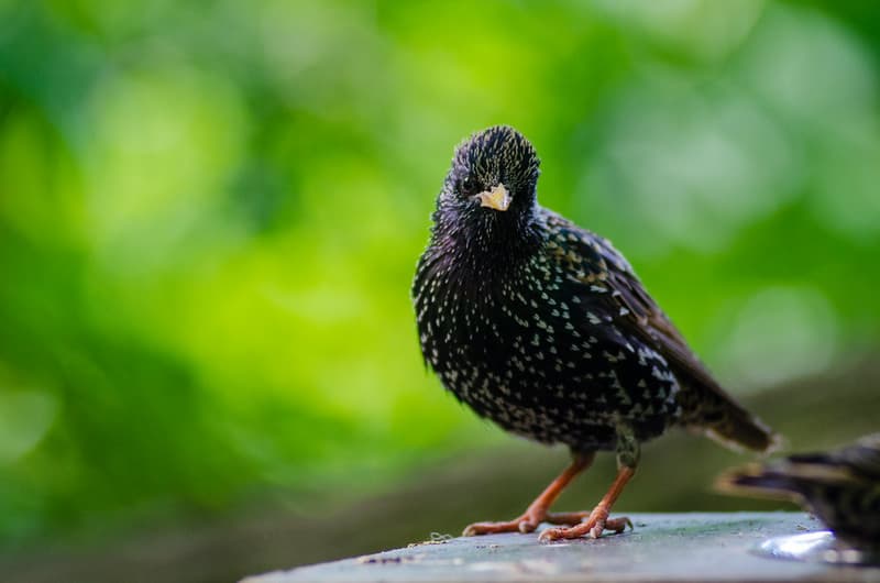 Bird