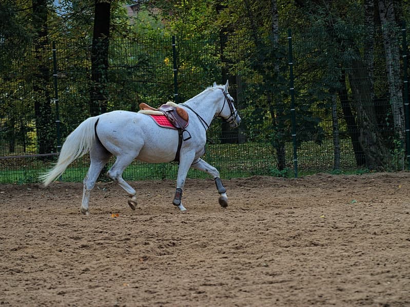 Horse out