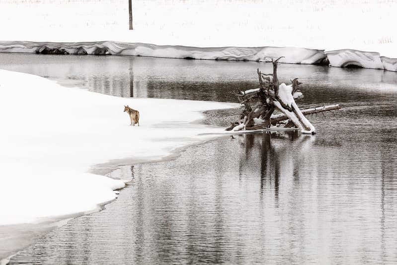 Coyote searching for food along the Madison River