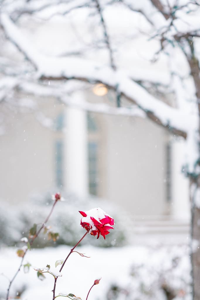 The White House Grounds Covered in Snow on January 13, 2019