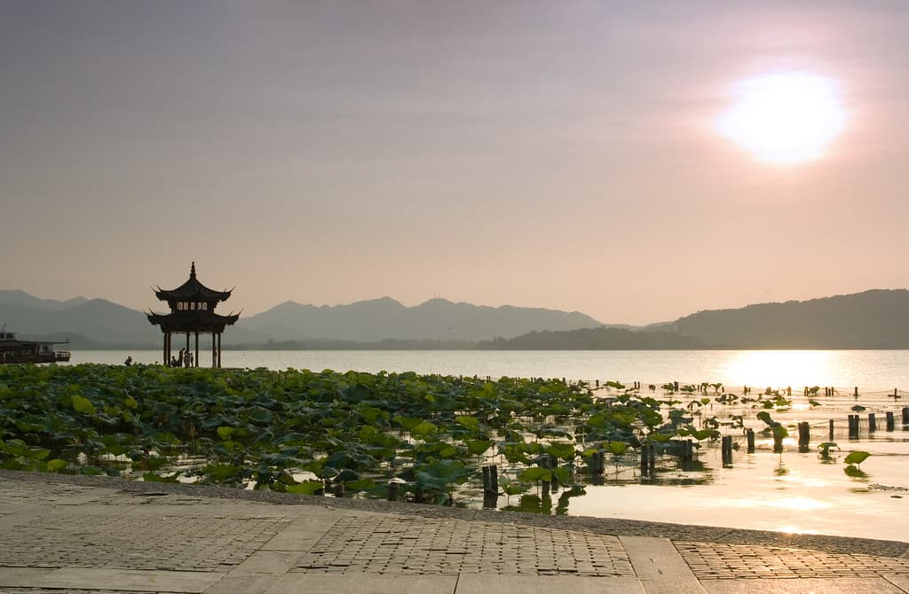 Lotus sunset