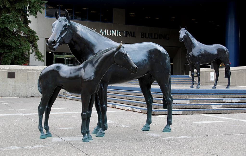 Family of Horses,Calgary.