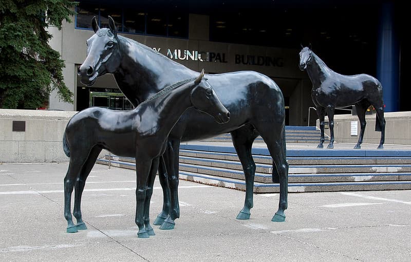 Family of Horses,Calgary.