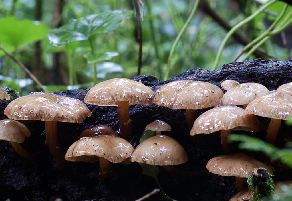 Armillaria novae-zelandiae (Honey Mushroom)