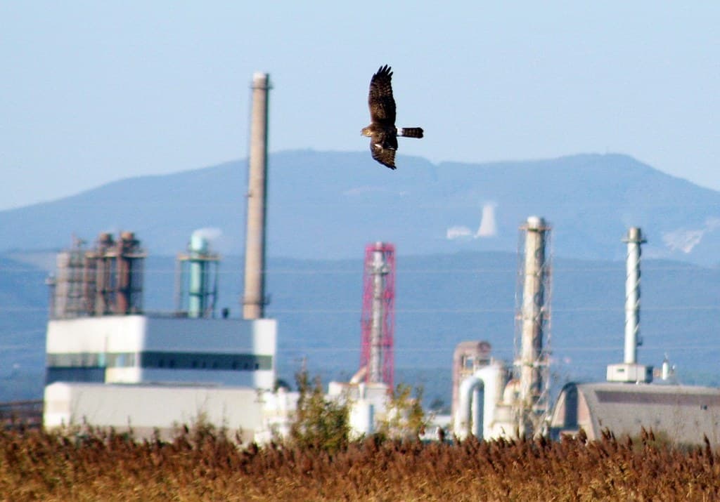 Hen harrier vs factory