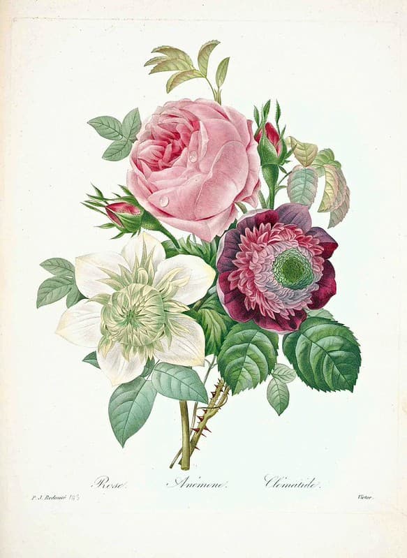 Anemone, botanical, botany