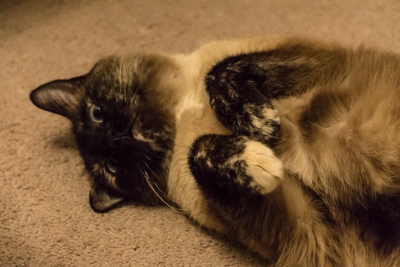 Derp Cat