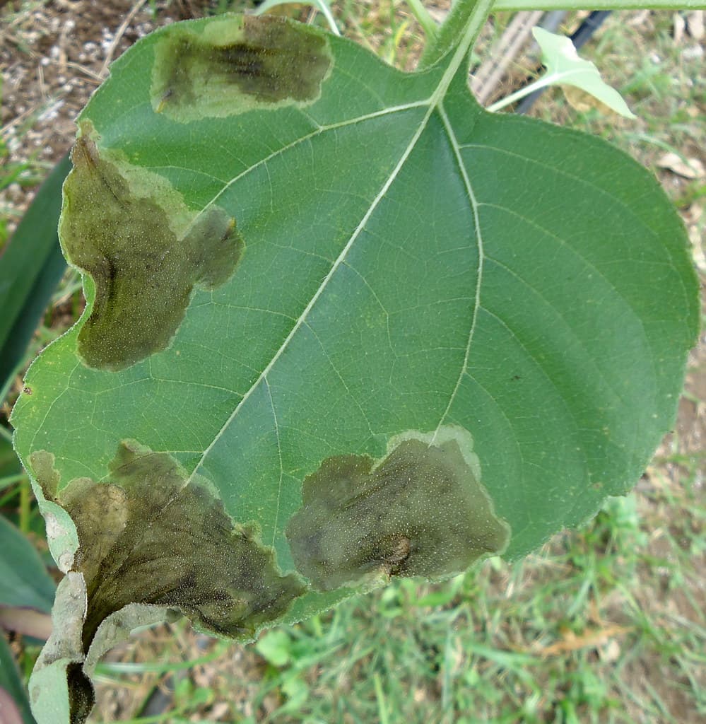 Blotch miner injury to sunflower leaf