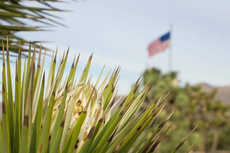 Joshua tree bud at Black Rock campground, February 18, 2015