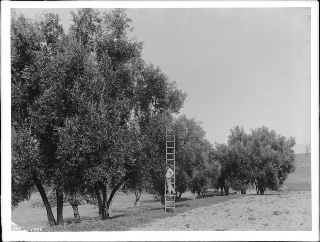 Californiainthes, glassplatenegatives, oleaeuropaeaorchards