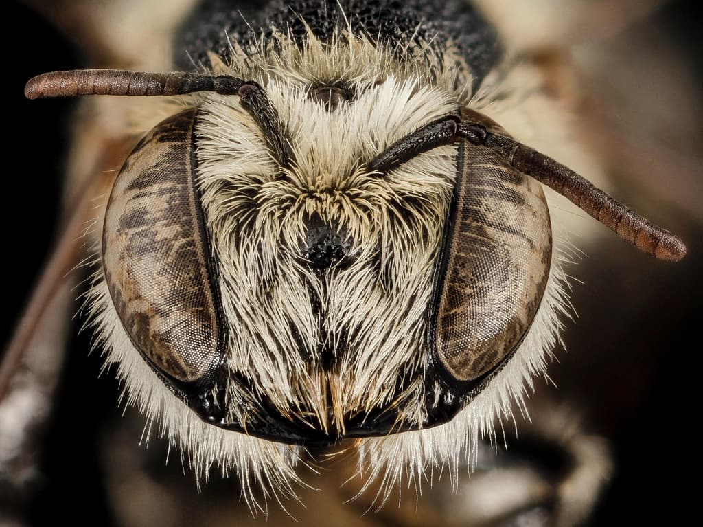 Aegeanislands, bee, bees