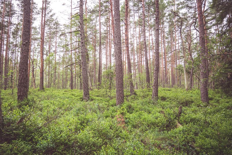 Forest with Shrubs