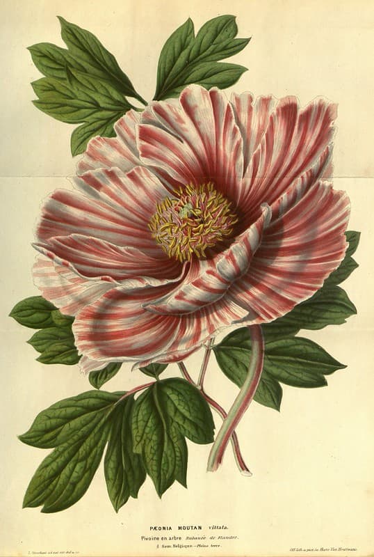 Tree peony (1852)