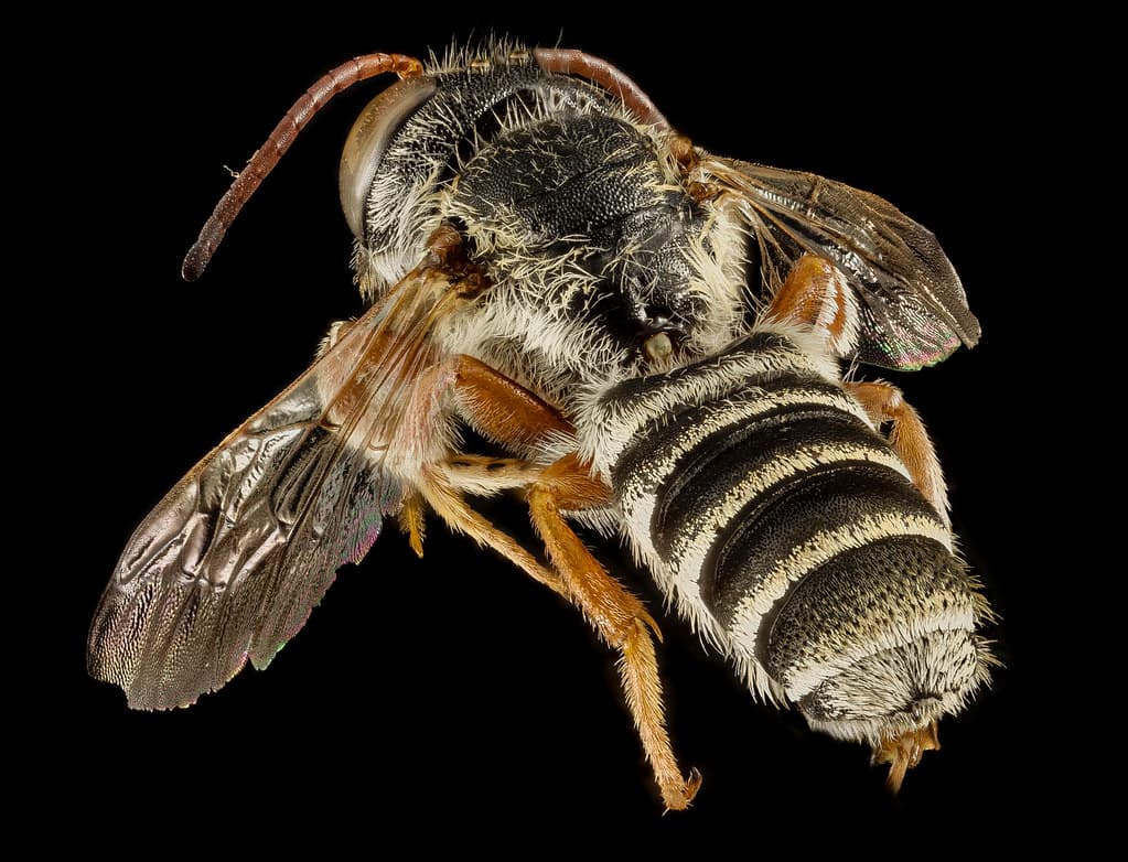 Bee, bees, biml
