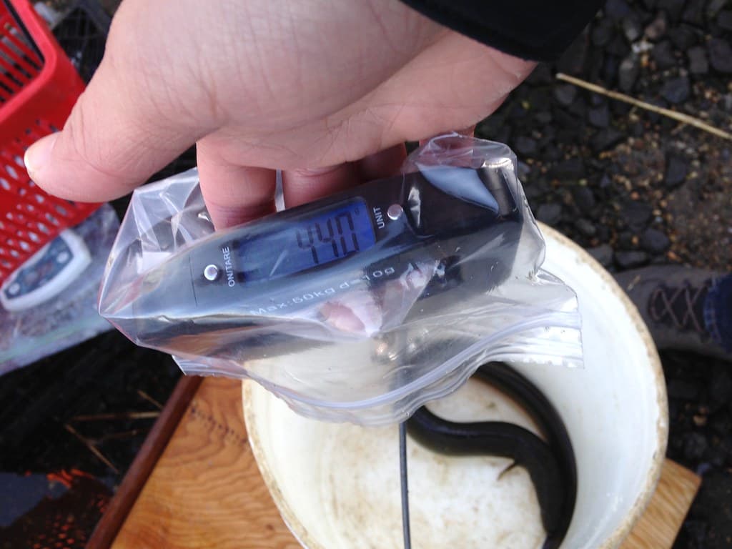 Wreck Pond fish monitoring - weighing eels (New Jersey)