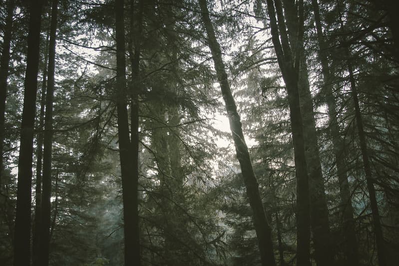 Sunlight Filtered Through a Forest