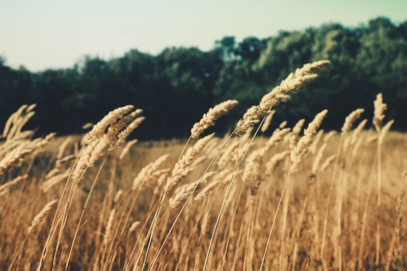 Barley Grass in Field