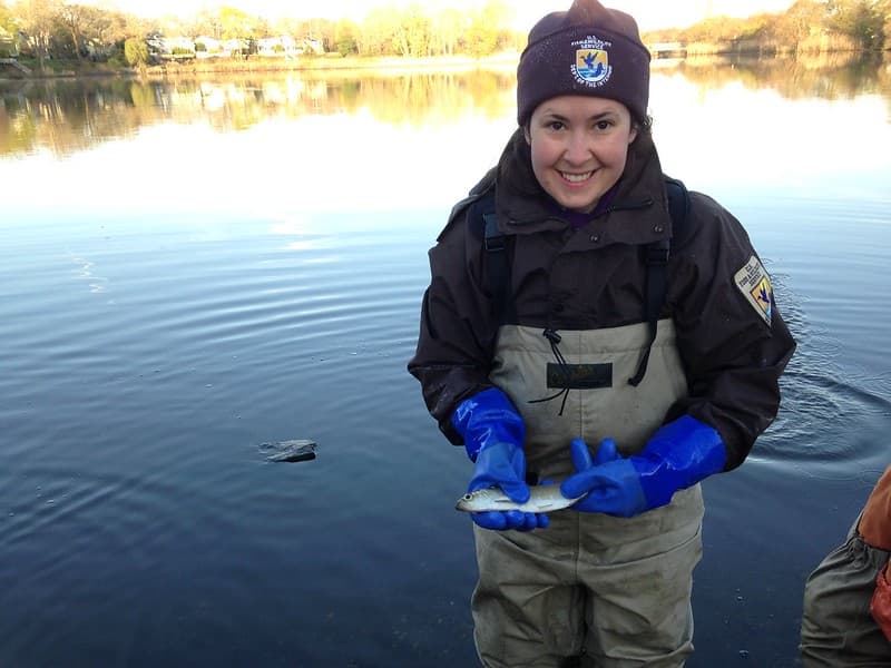 Wreck Pond fish monitoring - holding a spawning alewife (New Jersey)